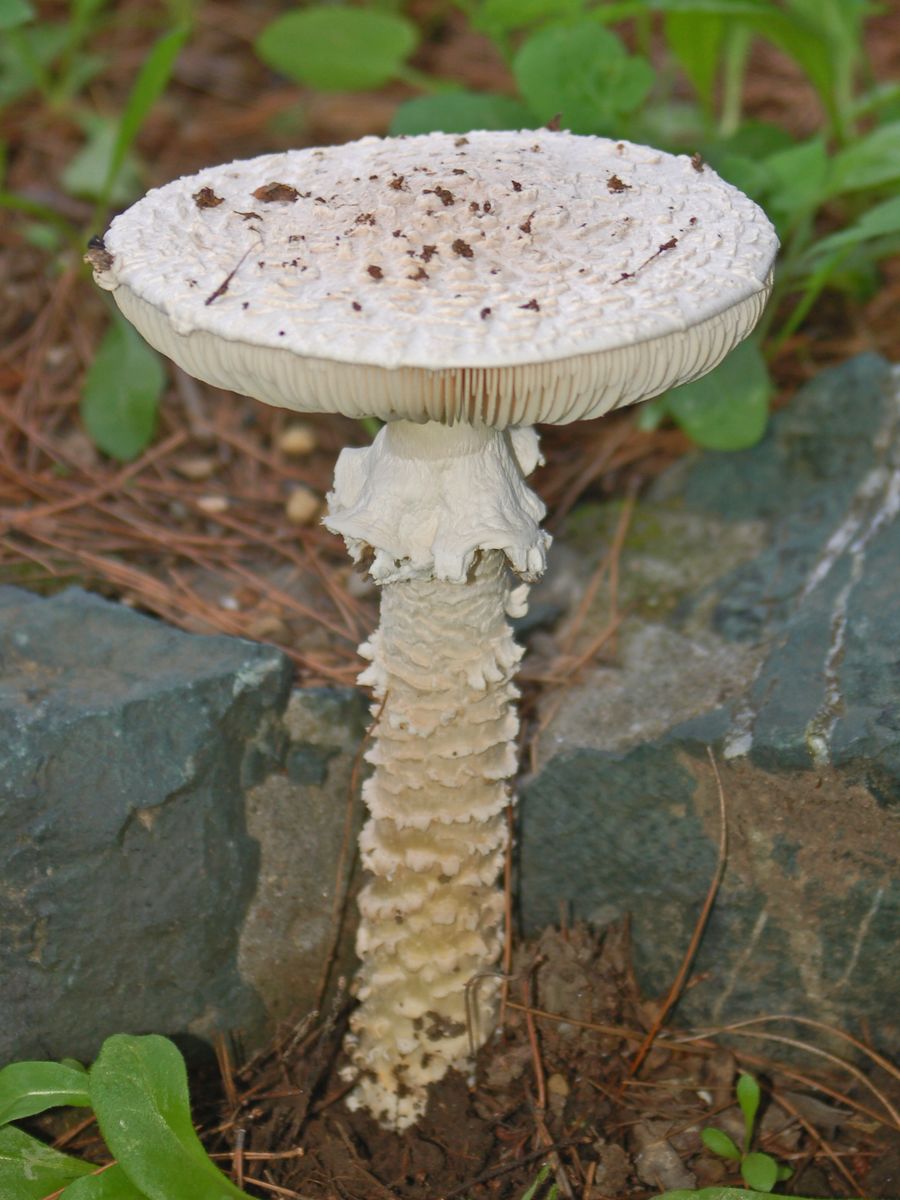 Un fungo in un parco pubblico